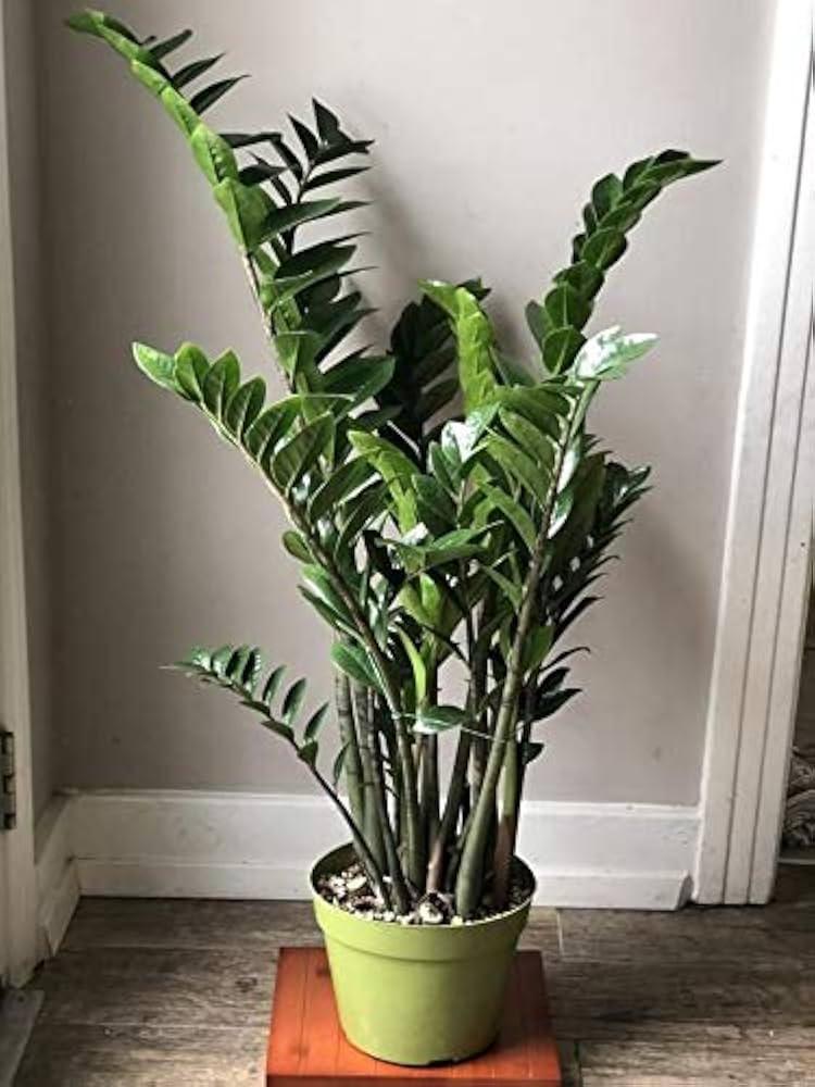 Db Zamioculcas Zamifolia Zz Plant - View 31 from www redcrocus com