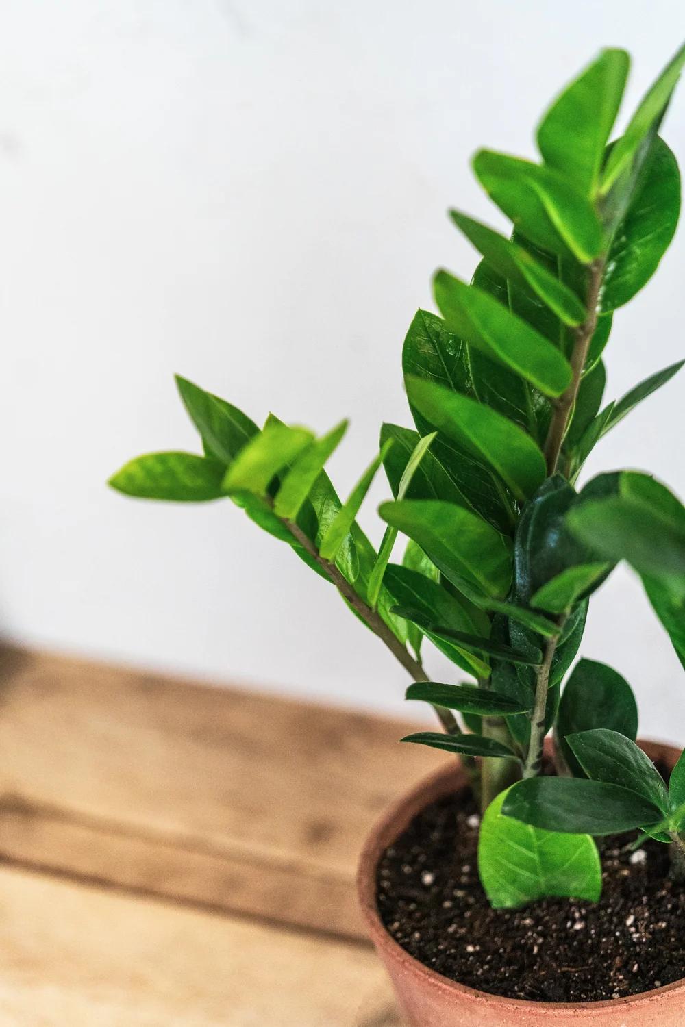 Db Zamioculcas Zamifolia Zz Plant - View 35 from www redcrocus com