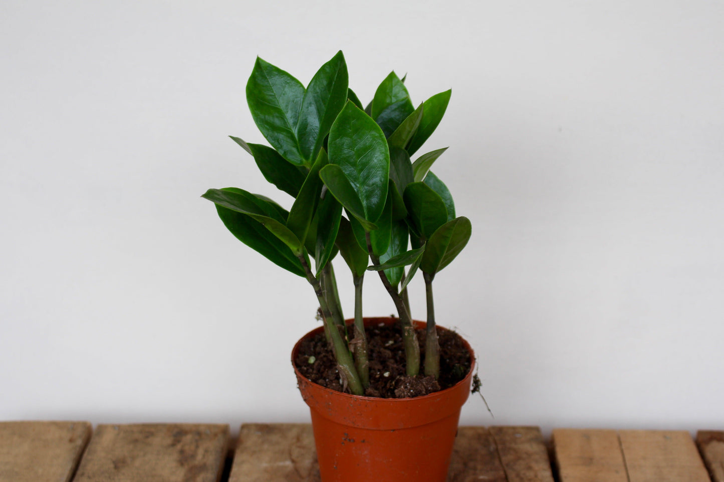 Db Zamioculcas Zamifolia Zz Plant - View 36 from www redcrocus com