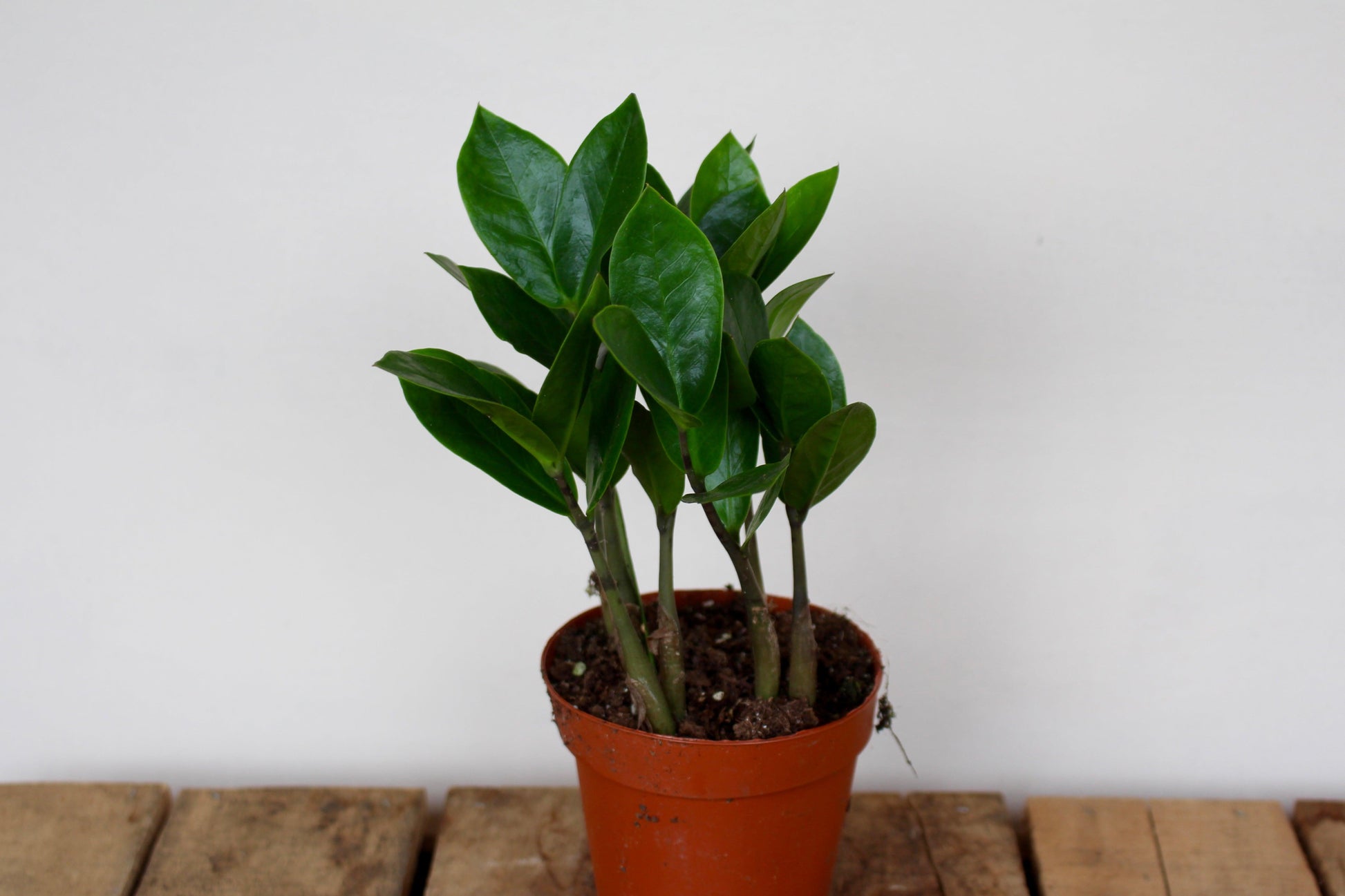 Db Zamioculcas Zamifolia Zz Plant - View 36 from www redcrocus com