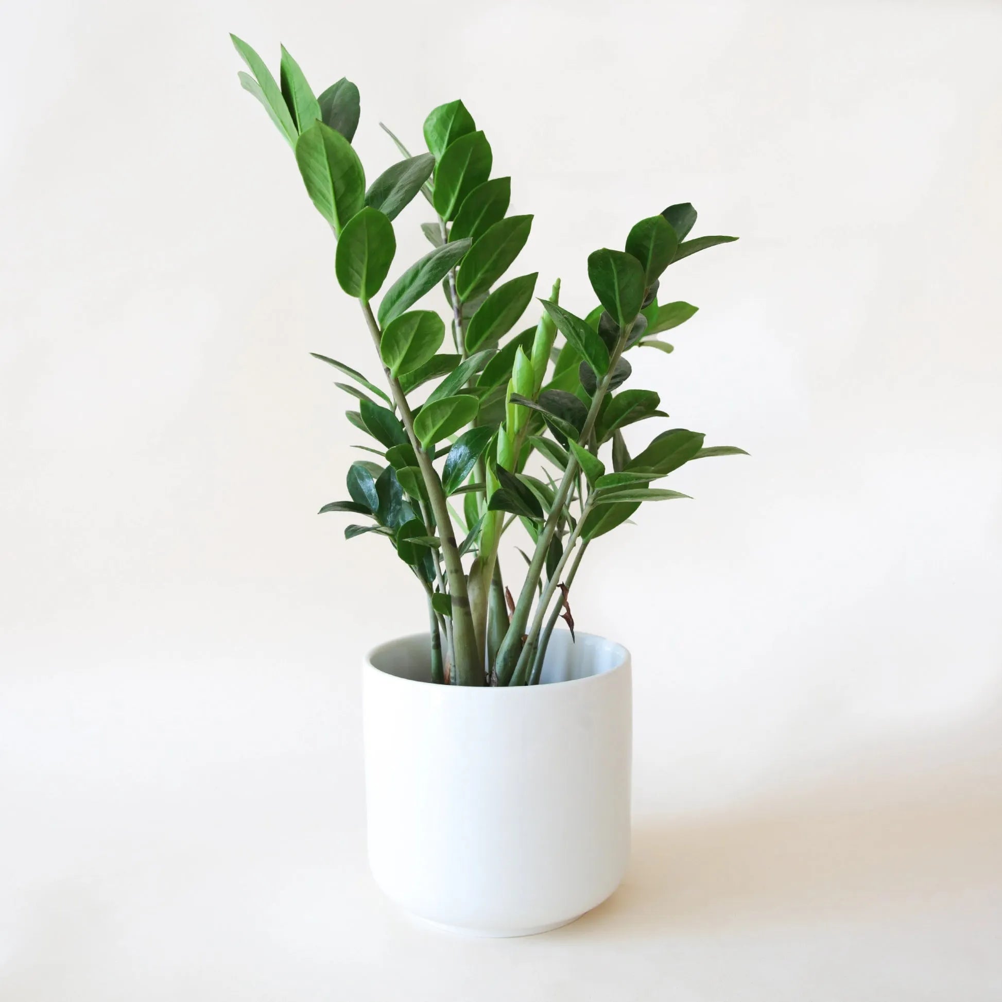 Db Zamioculcas Zamifolia Zz Plant - View 8 from www redcrocus com