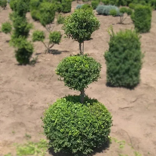 E Buxus Green Mountain Topiary 4 5' Spiral Topiary - View 10 from www redcrocus com