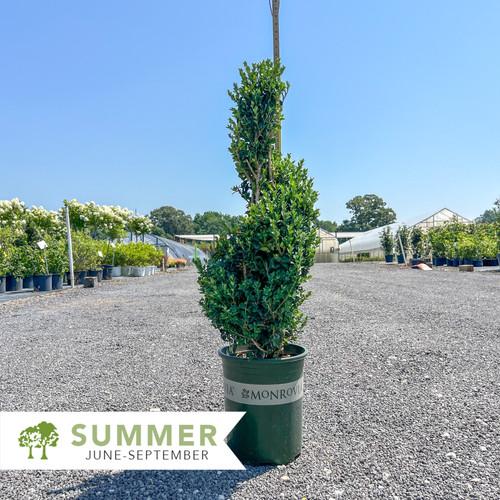 E Buxus Green Mountain Topiary 4 5' Spiral Topiary - View 12 from www redcrocus com