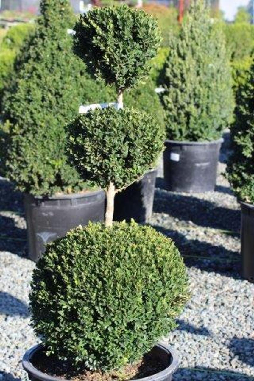 E Buxus Green Mountain Topiary 4 5' Spiral Topiary - View 14 from www redcrocus com
