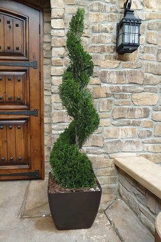 E Buxus Green Mountain Topiary 4 5' Spiral Topiary - View 15 from www redcrocus com