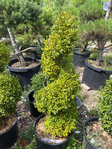 E Buxus Green Mountain Topiary 4 5' Spiral Topiary - View 26 from www redcrocus com