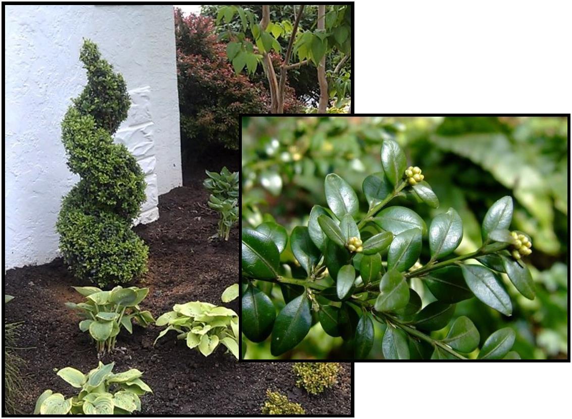 E Buxus Green Mountain Topiary 4 5' Spiral Topiary - View 27 from www redcrocus com