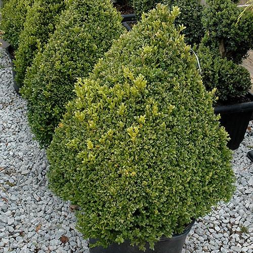 E Buxus Green Mountain Topiary 4 5' Spiral Topiary - View 33 from www redcrocus com
