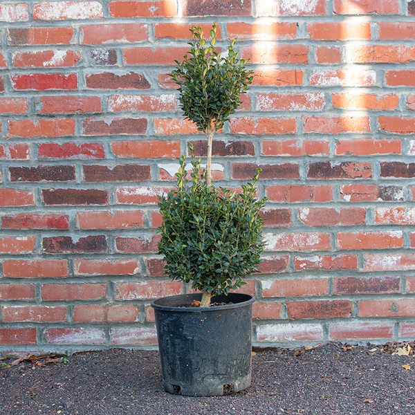 E Buxus Green Mountain Topiary 4 5' Spiral Topiary - View 35 from www redcrocus com