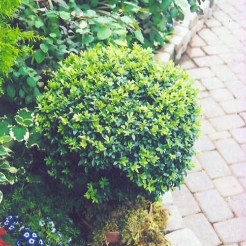 E Buxus Green Mountain Topiary 4 5' Spiral Topiary - View 37 from www redcrocus com