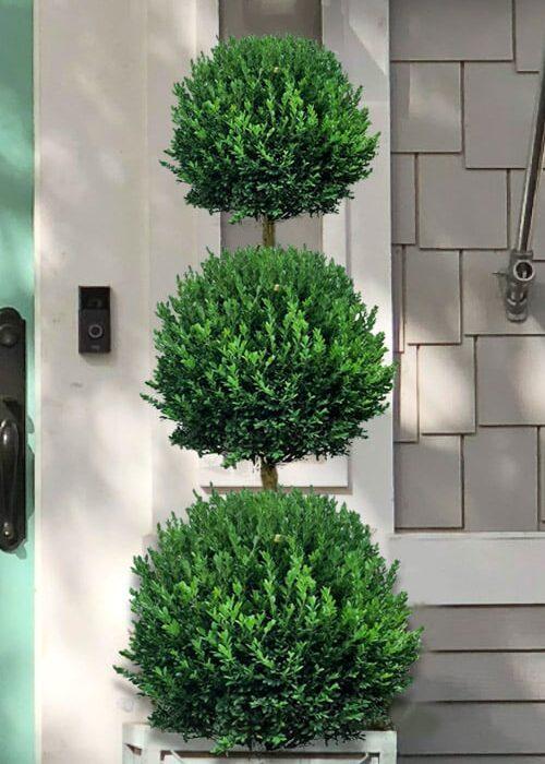 E Buxus Green Mountain Topiary 4 5' Spiral Topiary - View 3 from www redcrocus com