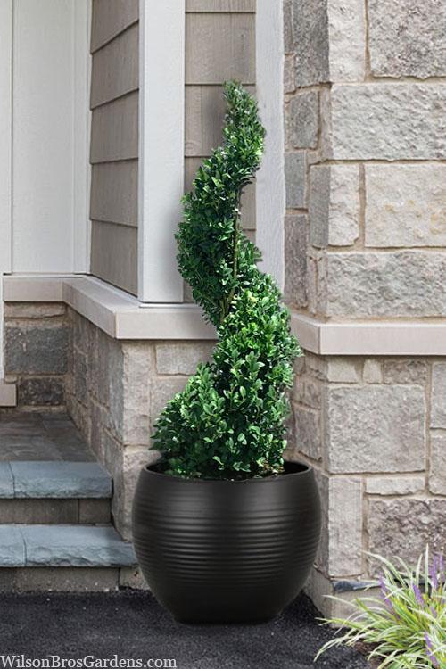 E Buxus Green Mountain Topiary 4 5' Spiral Topiary - View 7 from www redcrocus com