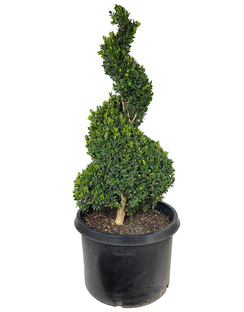E Buxus Green Mountain Topiary 4 5' Spiral Topiary - View 9 from www redcrocus com