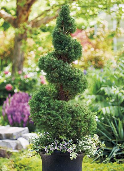E Spiral Topiary - View 34 from www redcrocus com