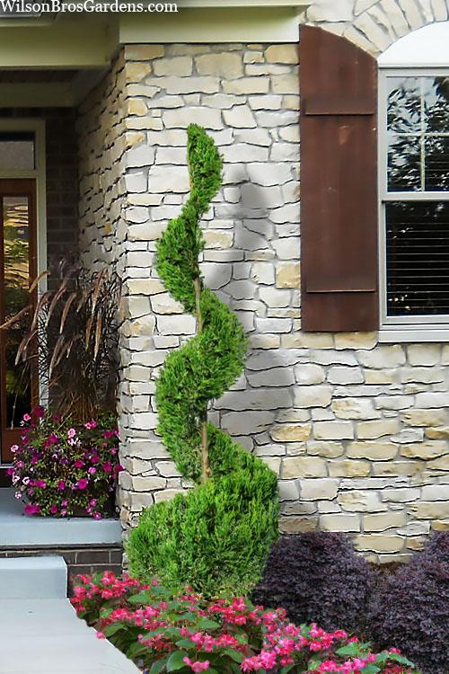 E Spiral Topiary - View 7 from www redcrocus com