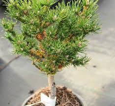 RedCrocus Pinus 'Arnold' Columnar Pine Live Plant – Narrow Evergreen for Privacy Screens, Containers & Zen Gardens, Deer Resistant, Cold Hardy  1 Gallon Nursery Pot