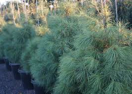 RedCrocus Weeping Blue Alaska Cedar - Chamaecyparis nootkatensis 'Glauca Pendula' Live Plant, Narrow Pendulous Blue Conifer for Year-Round Garden Structure  6 Gallon Nursery Pot
