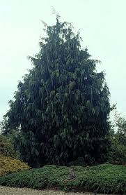 RedCrocus Weeping Blue Alaska Cedar - Chamaecyparis nootkatensis 'Glauca Pendula' Live Plant, Narrow Pendulous Blue Conifer for Year-Round Garden Structure  6 Gallon Nursery Pot