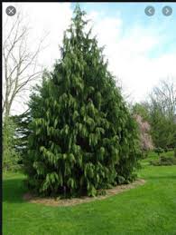 RedCrocus Weeping Blue Alaska Cedar - Chamaecyparis nootkatensis 'Glauca Pendula' Live Plant, Narrow Pendulous Blue Conifer for Year-Round Garden Structure  6 Gallon Nursery Pot