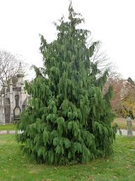 RedCrocus Weeping Blue Alaska Cedar - Chamaecyparis nootkatensis 'Glauca Pendula' Live Plant, Narrow Pendulous Blue Conifer for Year-Round Garden Structure  6 Gallon Nursery Pot