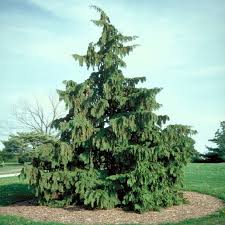 RedCrocus Weeping Blue Alaska Cedar - Chamaecyparis nootkatensis 'Glauca Pendula' Live Plant, Narrow Pendulous Blue Conifer for Year-Round Garden Structure  6 Gallon Nursery Pot