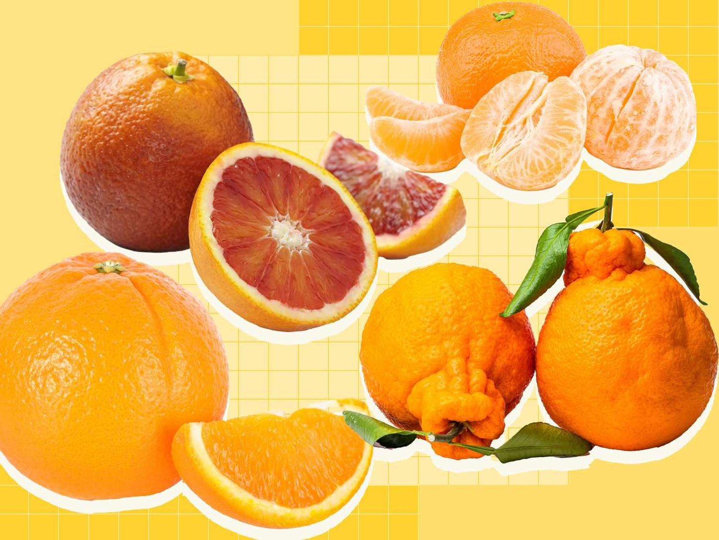 Orange - View 16 from www redcrocus com