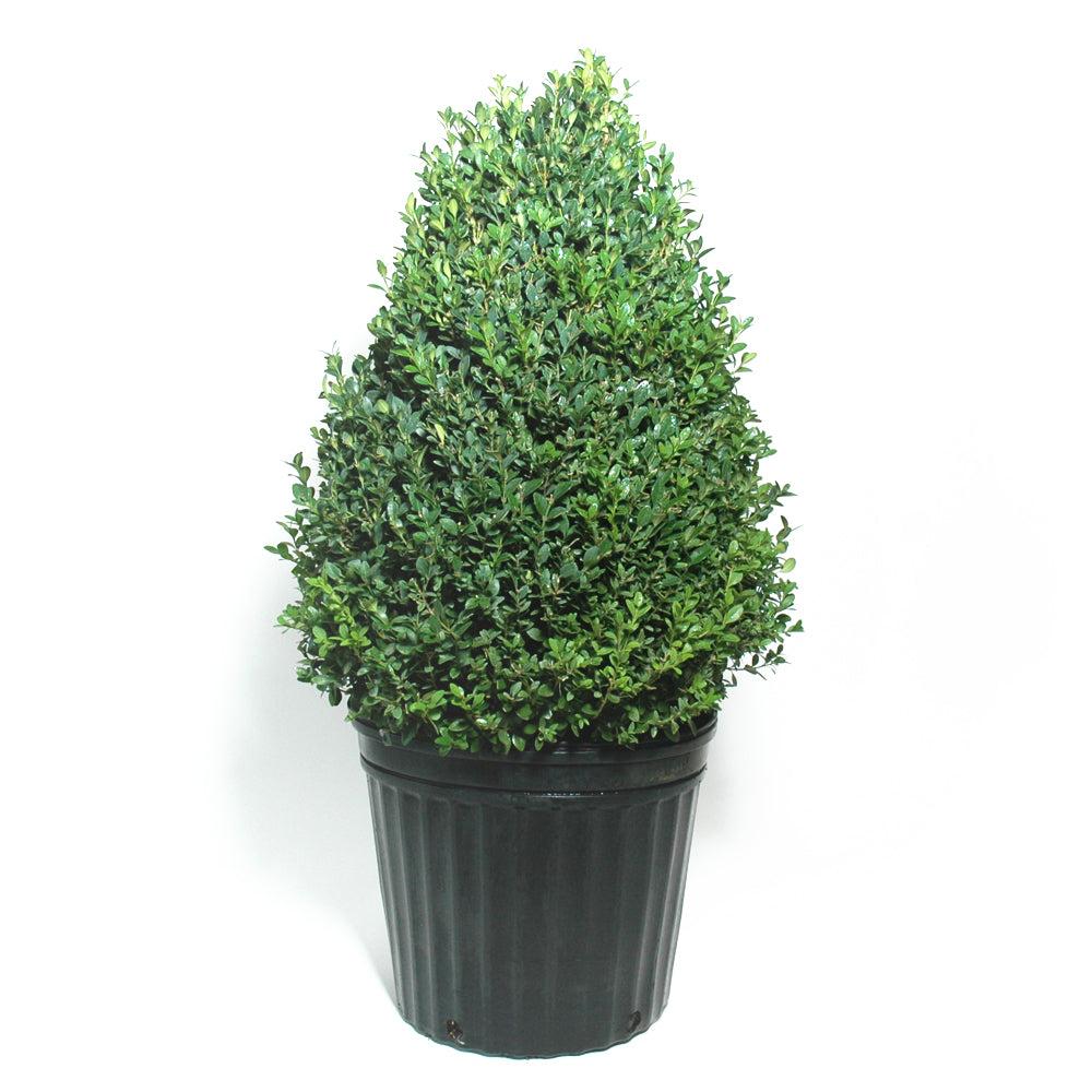 E Buxus Green Mountain Cone Cone - View 16 from www redcrocus com