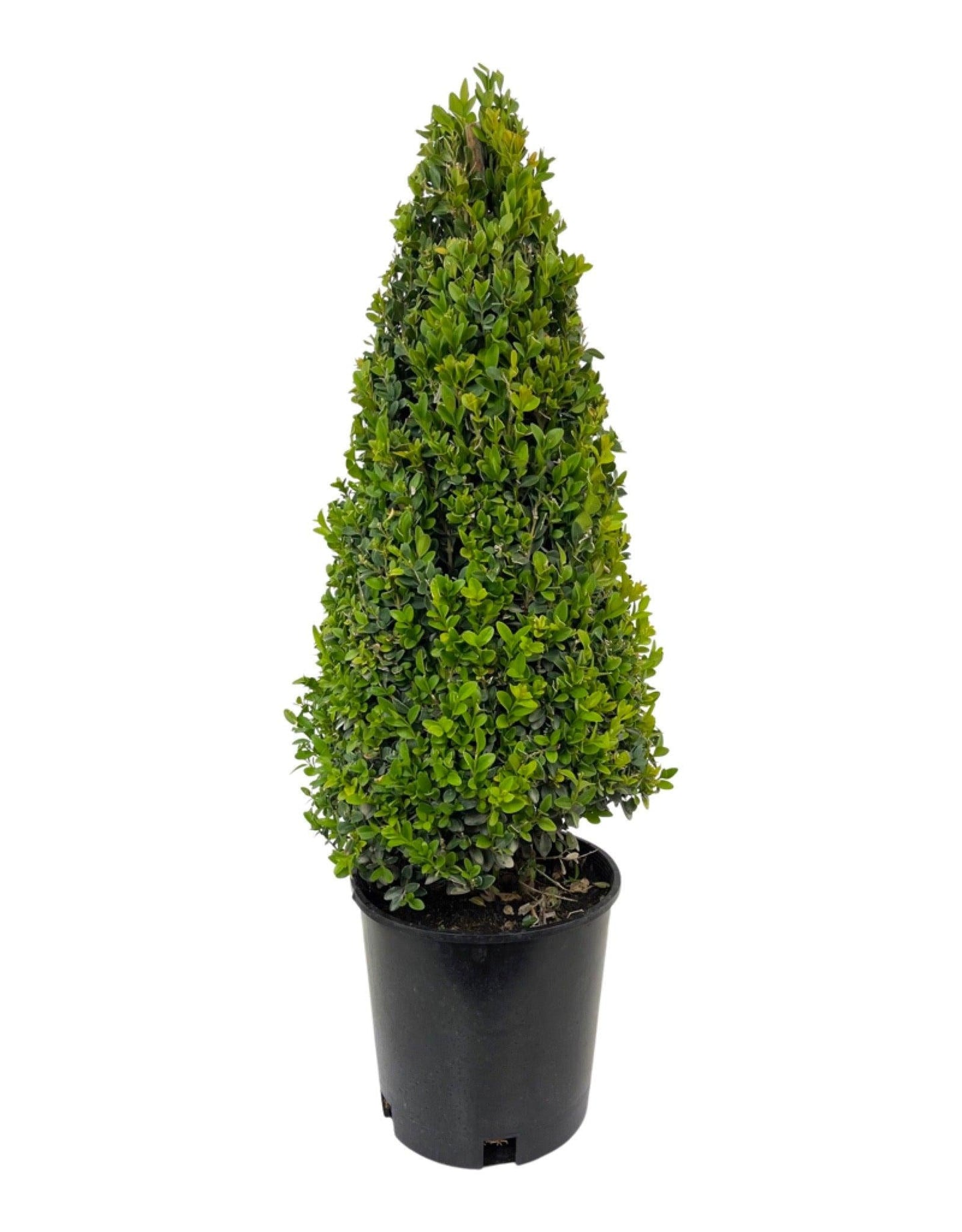 E Buxus Green Mountain Cone Cone - View 1 from www redcrocus com