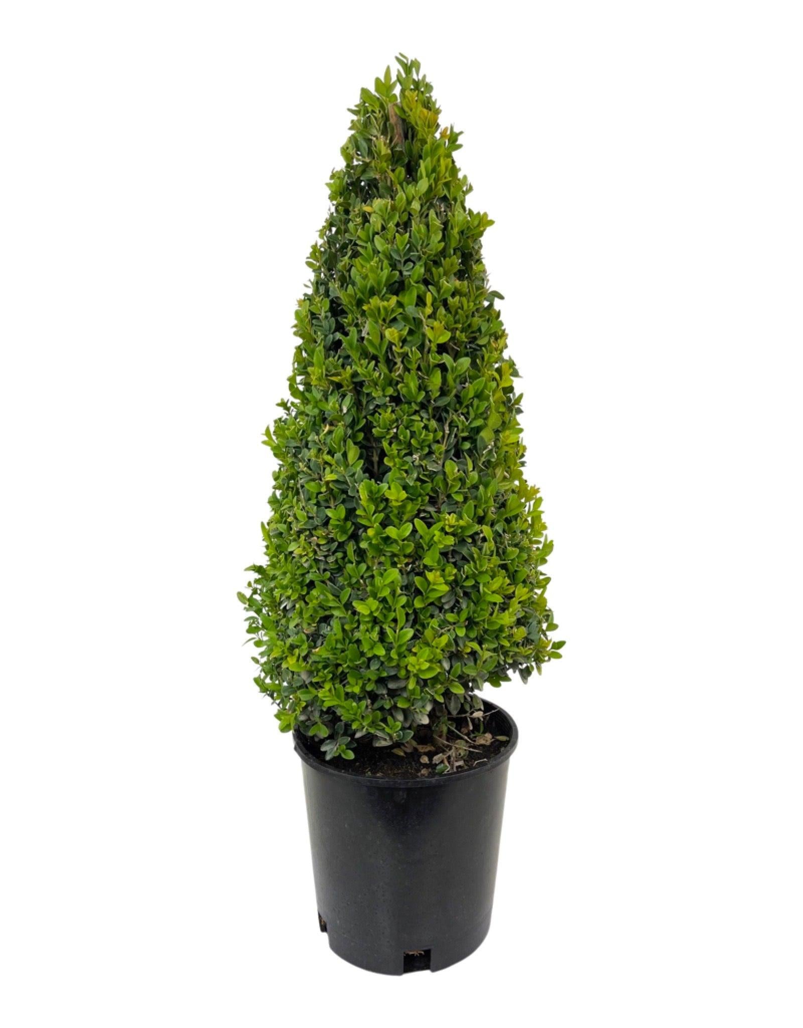 E Buxus Green Mountain Cone Cone - View 1 from www redcrocus com