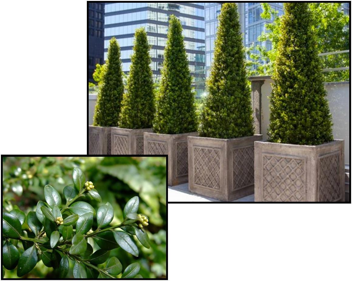 E Buxus Green Mountain Cone Cone - View 25 from www redcrocus com