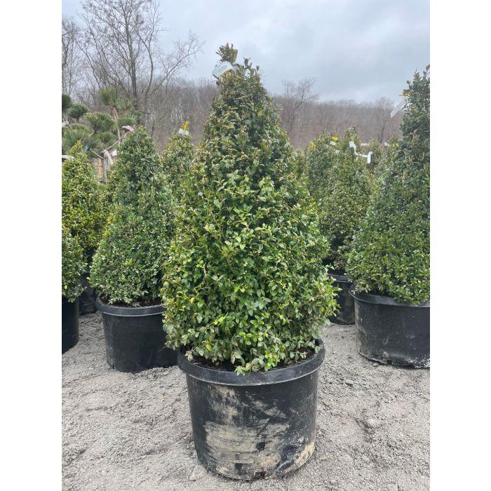 E Buxus Green Mountain Cone Cone - View 29 from www redcrocus com