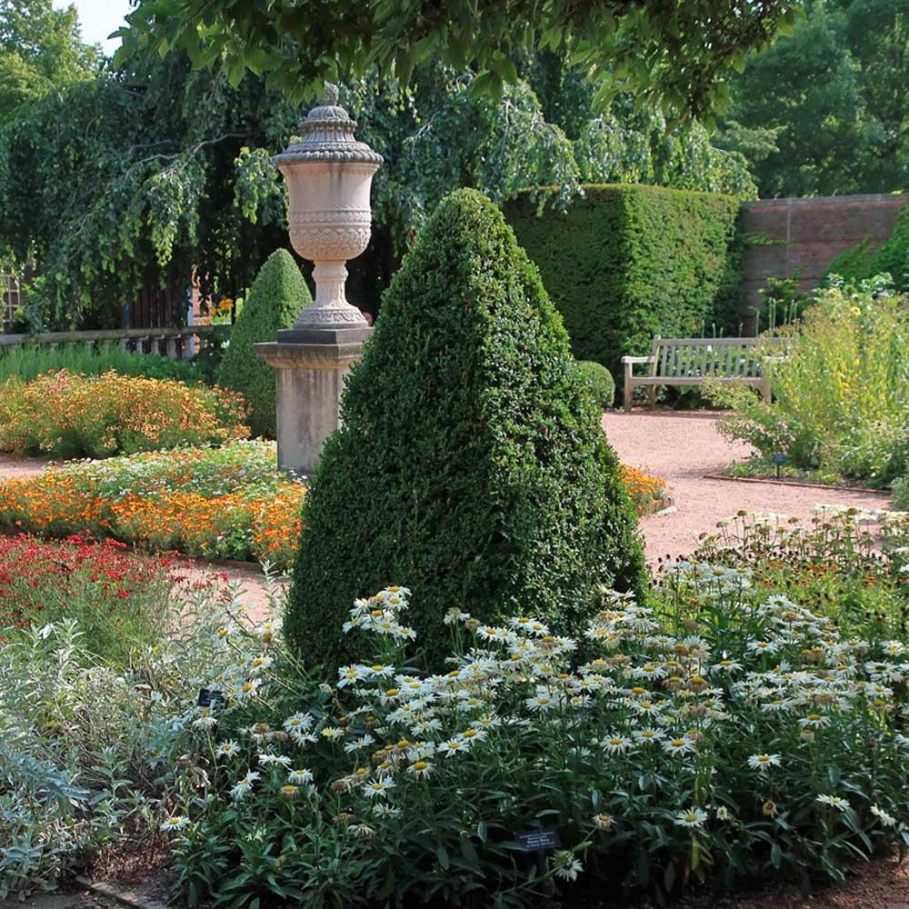 E Buxus Green Mountain Cone Cone - View 30 from www redcrocus com