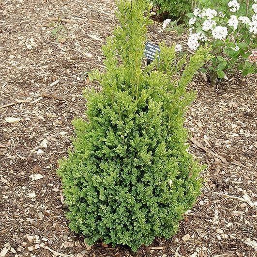 E Buxus Green Mountain Cone Cone - View 33 from www redcrocus com