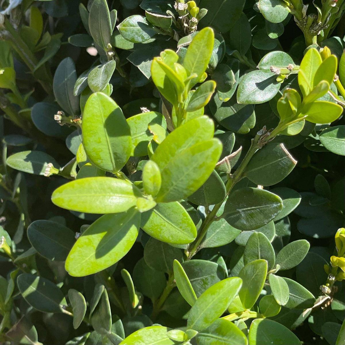 E Buxus Green Mountain Cone Cone - View 36 from www redcrocus com