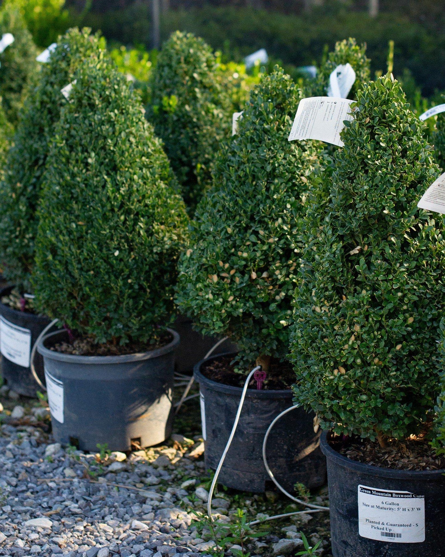 E Buxus Green Mountain Cone Cone - View 38 from www redcrocus com