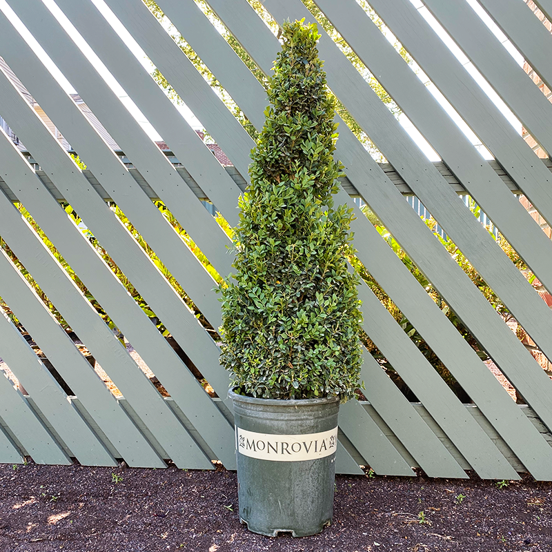 E Buxus Green Mountain Cone Cone - View 3 from www redcrocus com