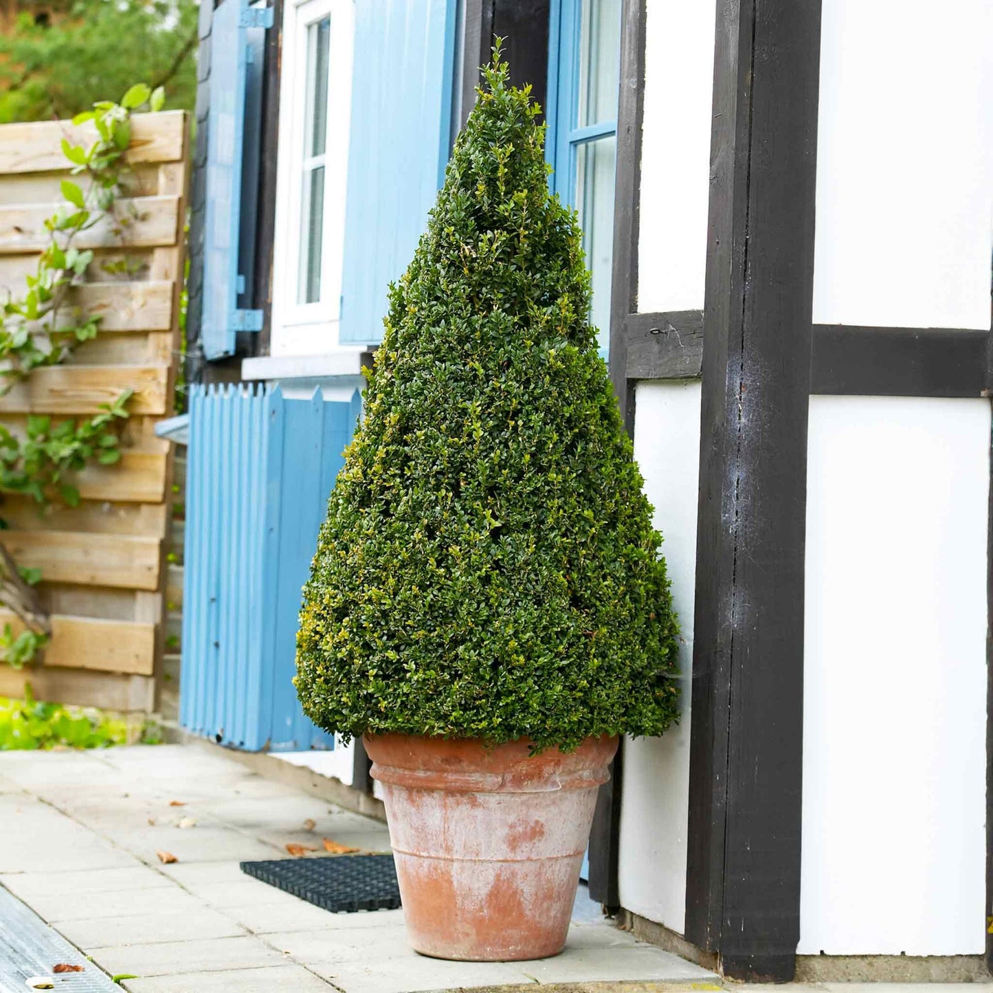 E Buxus Green Mountain Cone Cone - View 8 from www redcrocus com