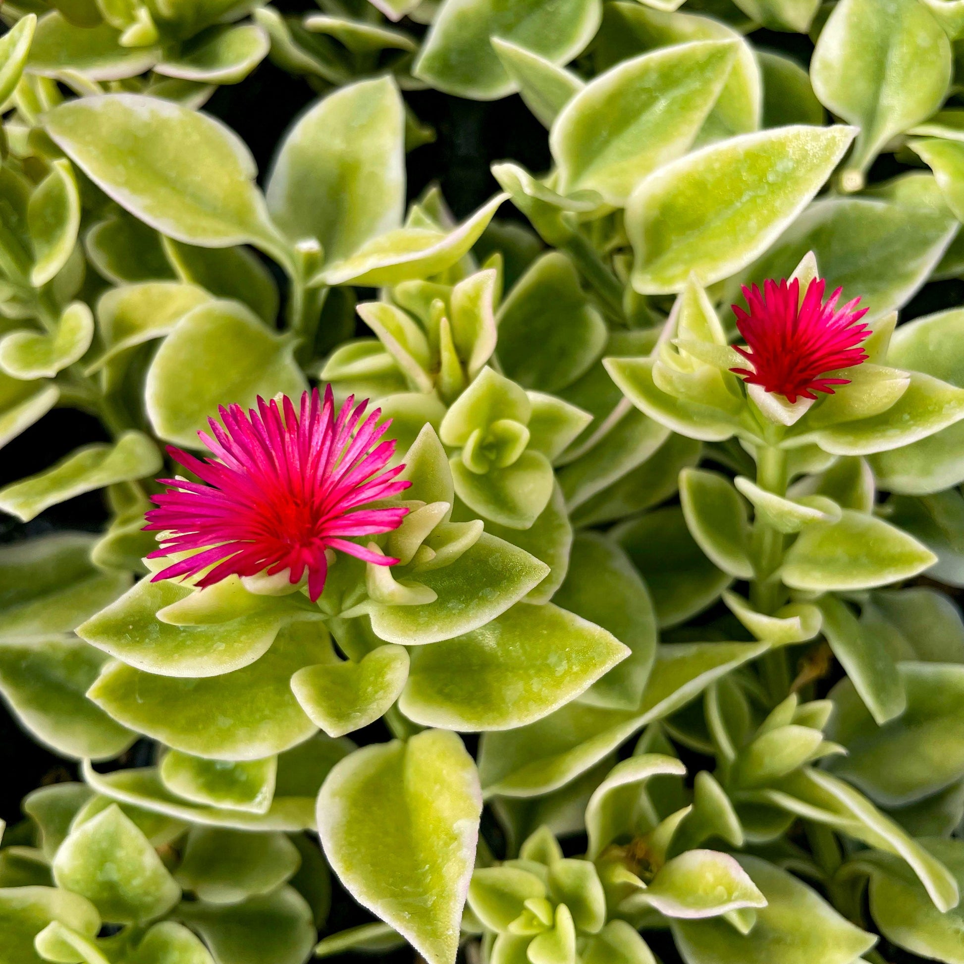 A54 Mezoo Variegated - View 11 from www redcrocus com
