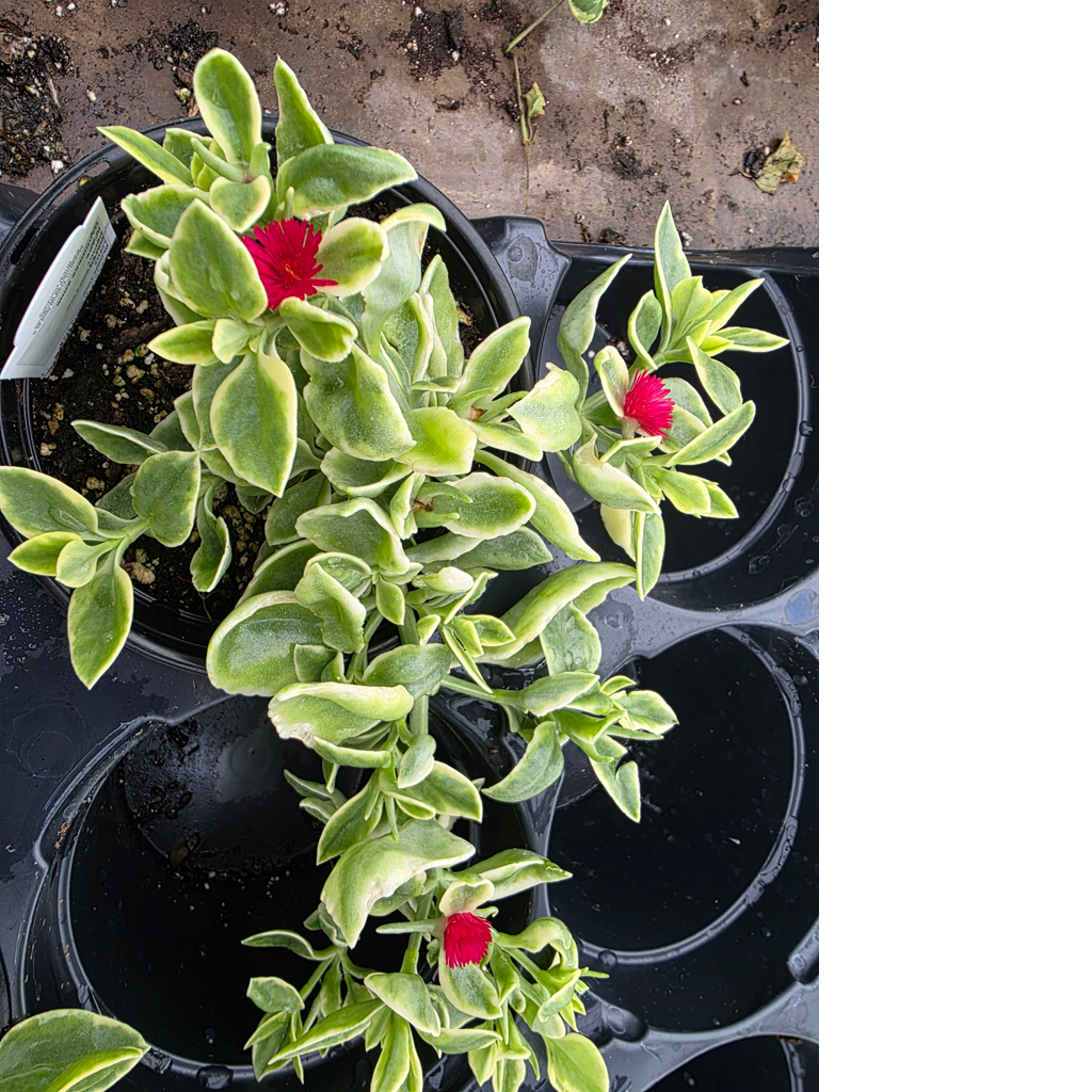 A54 Mezoo Variegated - View 16 from www redcrocus com