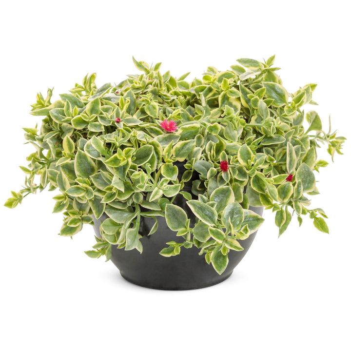 A54 Mezoo Variegated - View 18 from www redcrocus com