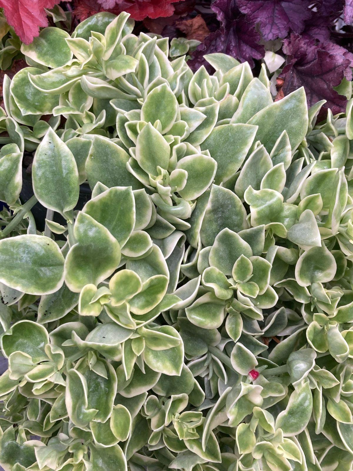 A54 Mezoo Variegated - View 23 from www redcrocus com