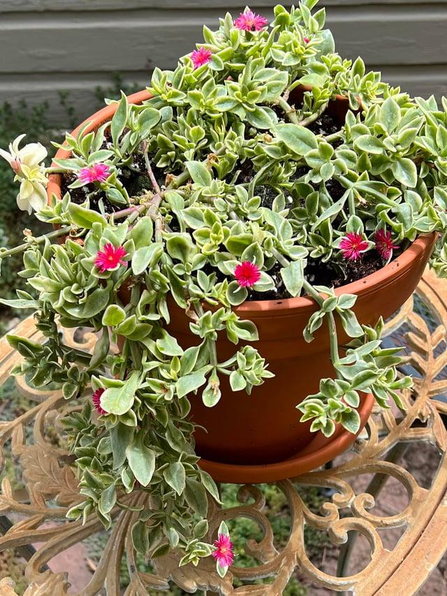 A54 Mezoo Variegated - View 24 from www redcrocus com