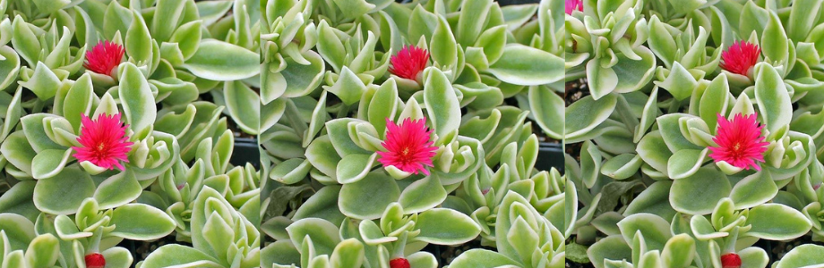 A54 Mezoo Variegated - View 8 from www redcrocus com