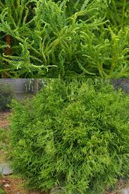 RedCrocus Cryptomeria japonica Spiraliter Falcata Live Plant - Japanese Cedar Evergreen Conifer for Landscape or Bonsai  2 Gallon Nursery Pot