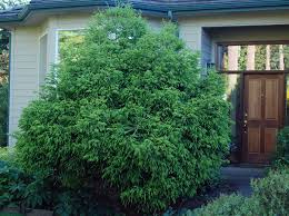 RedCrocus Cryptomeria japonica Spiraliter Falcata Live Plant - Japanese Cedar Evergreen Conifer for Landscape or Bonsai  2 Gallon Nursery Pot