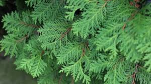 RedCrocus Cryptomeria japonica Spiraliter Falcata Live Plant - Japanese Cedar Evergreen Conifer for Landscape or Bonsai  2 Gallon Nursery Pot