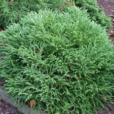 RedCrocus Cryptomeria japonica Spiraliter Falcata Live Plant - Japanese Cedar Evergreen Conifer for Landscape or Bonsai  2 Gallon Nursery Pot