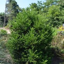 RedCrocus Cryptomeria japonica Spiraliter Falcata Live Plant - Japanese Cedar Evergreen Conifer for Landscape or Bonsai  2 Gallon Nursery Pot