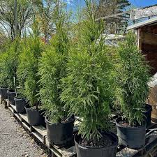 RedCrocus Cryptomeria japonica Spiraliter Falcata Live Plant - Japanese Cedar Evergreen Conifer for Landscape or Bonsai  2 Gallon Nursery Pot