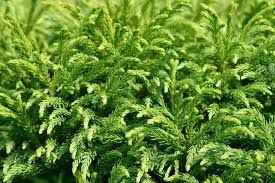 RedCrocus Cryptomeria japonica Spiraliter Falcata Live Plant - Japanese Cedar Evergreen Conifer for Landscape or Bonsai  2 Gallon Nursery Pot